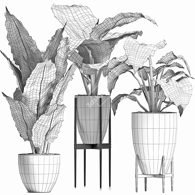 Exquisite Alocasia Collection: 210 Plants 3D model image 4