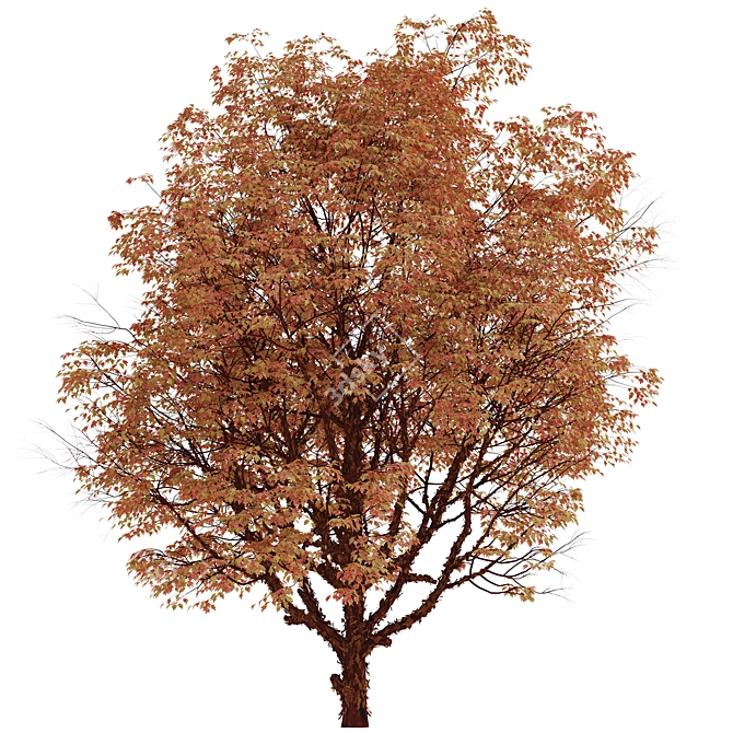 Cinnamon Bark Acer Griseum Trees (Set of 2) 3D model image 1