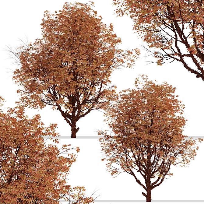 Cinnamon Bark Acer Griseum Trees (Set of 2) 3D model image 4