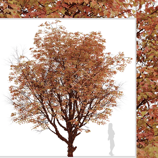 Cinnamon Bark Acer Griseum Trees (Set of 2) 3D model image 6