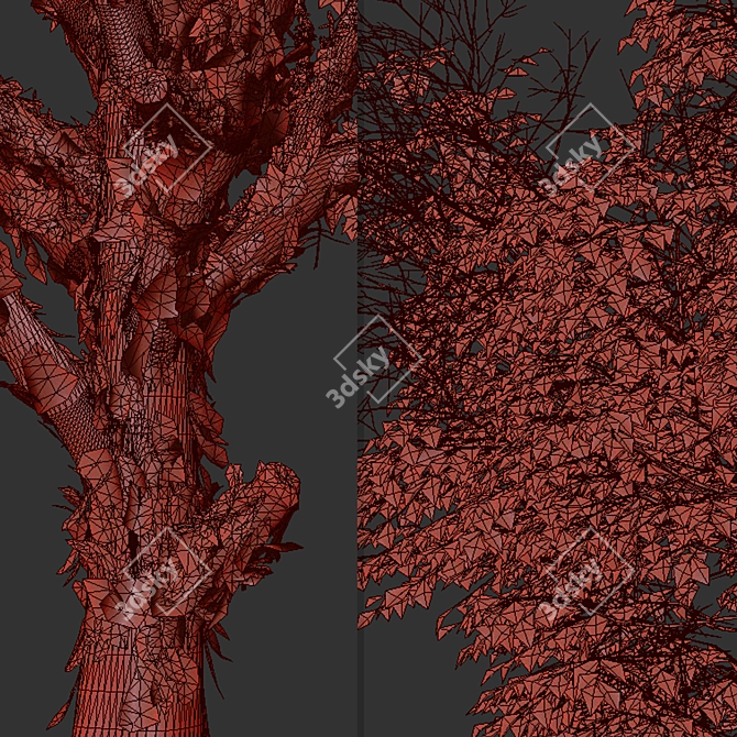 Cinnamon Bark Acer Griseum Trees (Set of 2) 3D model image 7