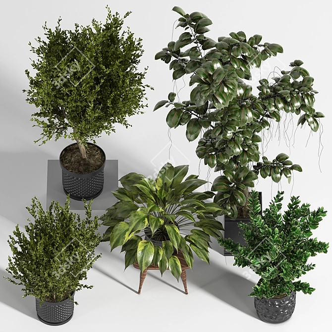 Ultimate Indoor Plant Set 3D model image 4