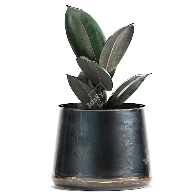 Tropical Plant Collection: Ficus Abidjan in Artizan Iron Pot 3D model image 3