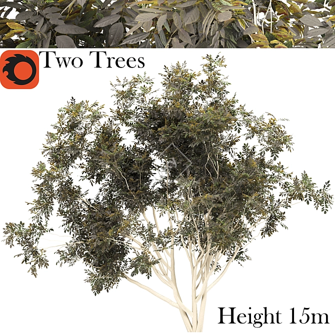 Double Delight: Two Amelanchier Trees 3D model image 1