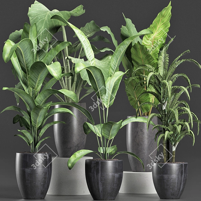 Tropical Plant Trio: Banana, Palm, Alocasia 3D model image 2