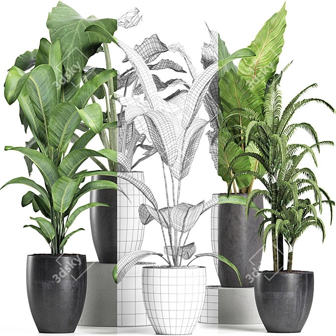 Tropical Plant Trio: Banana, Palm, Alocasia 3D model image 3