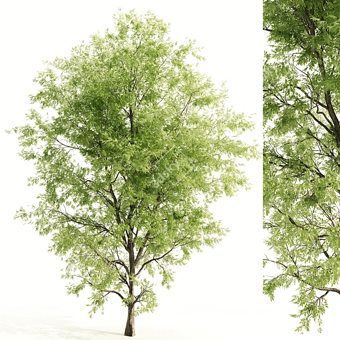 Ash Tree: 9.7m Height, 638,217 Polys 3D model image 1