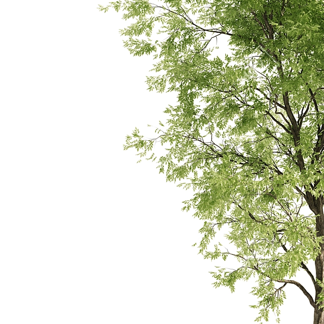 Ash Tree: 9.7m Height, 638,217 Polys 3D model image 2