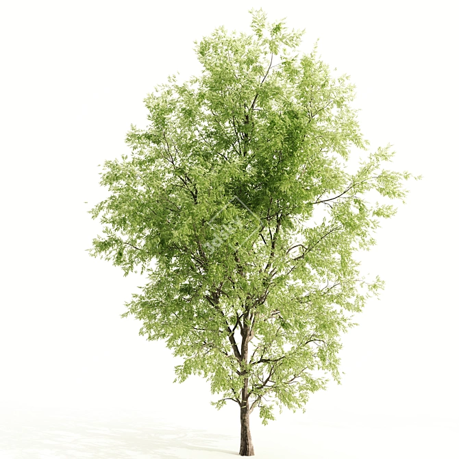 Ash Tree: 9.7m Height, 638,217 Polys 3D model image 3