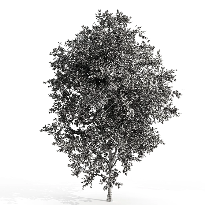 Ash Tree: 9.7m Height, 638,217 Polys 3D model image 4