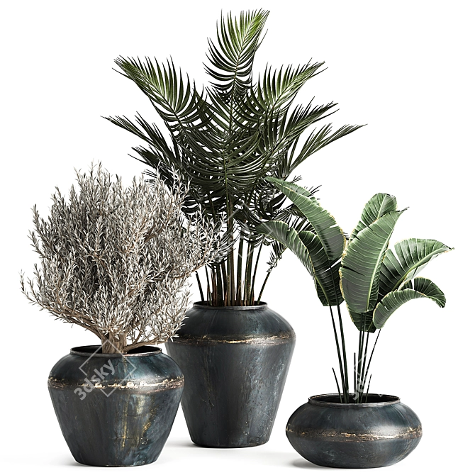 Tropical Plant Collection: Olive, Hovewa Palm, Metal Pot 3D model image 1