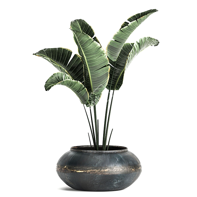 Tropical Plant Collection: Olive, Hovewa Palm, Metal Pot 3D model image 3