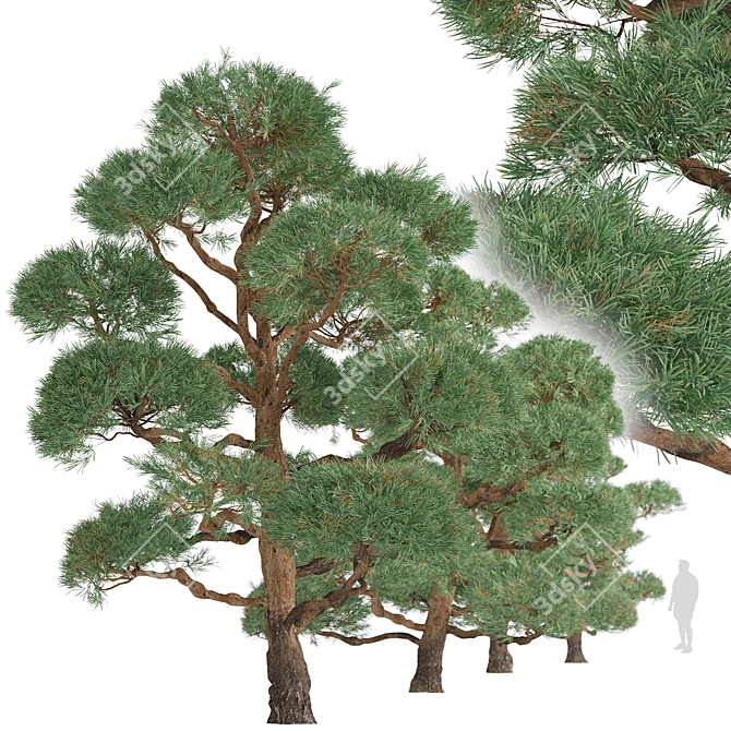 Scots Pine Trees (2-Pack) 3D model image 3