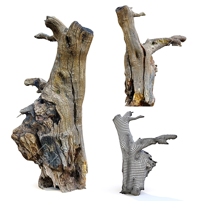 Natural Wood Tree Stump Set 3D model image 5