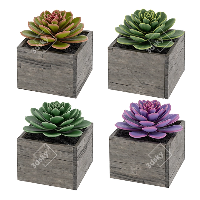 Diverse Succulent Collection 3D model image 1