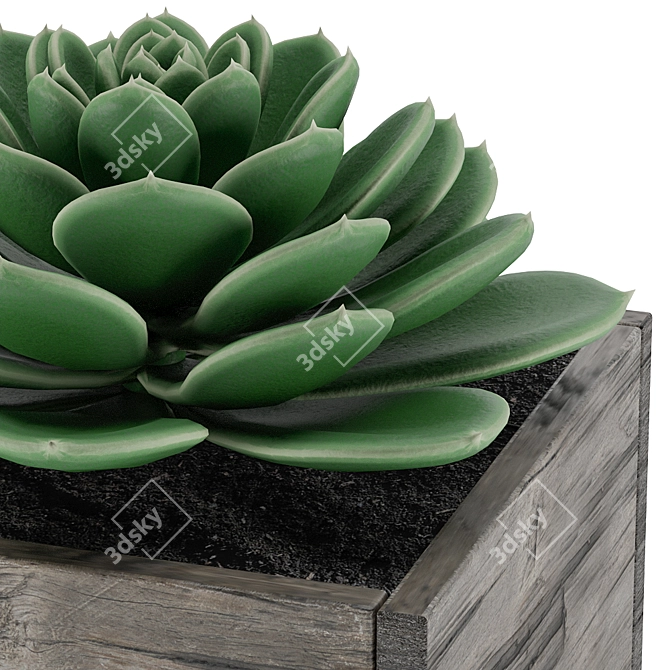 Diverse Succulent Collection 3D model image 2