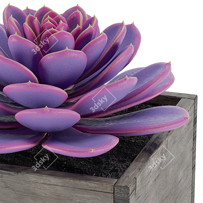 Diverse Succulent Collection 3D model image 3