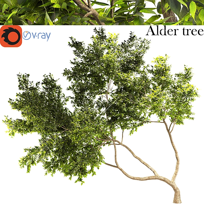 Lush Alder Tree: A Natural Beauty 3D model image 1