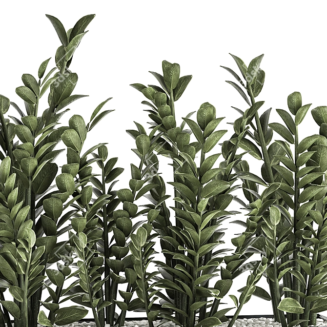 Exotic Plant Collection: Indoor and Outdoor Décor 3D model image 3