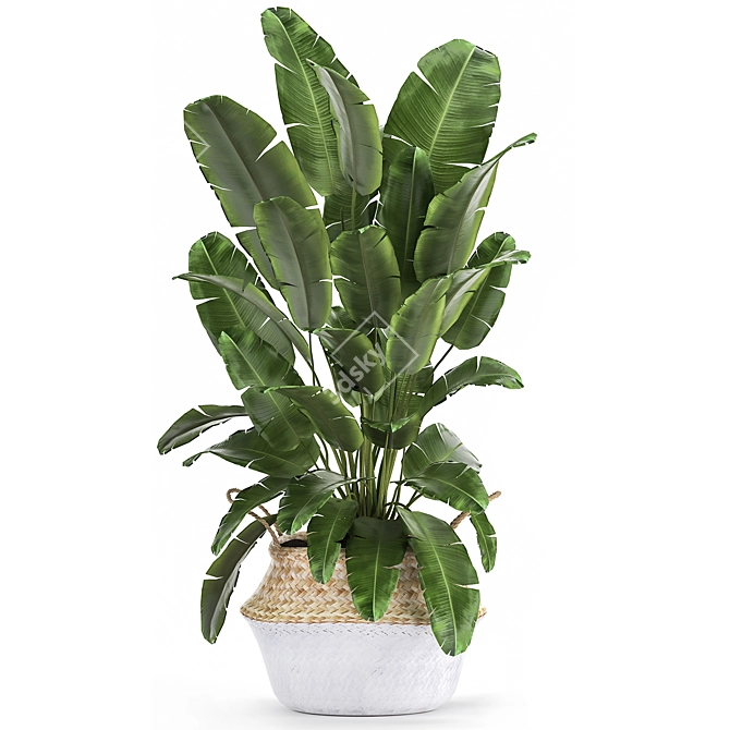 Tropical Plant Collection: Ficus, Strelitzia, Banana Palm 3D model image 3