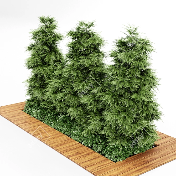 Slim Hinoki Cypress Tree - Perfect for Small Yards 3D model image 4