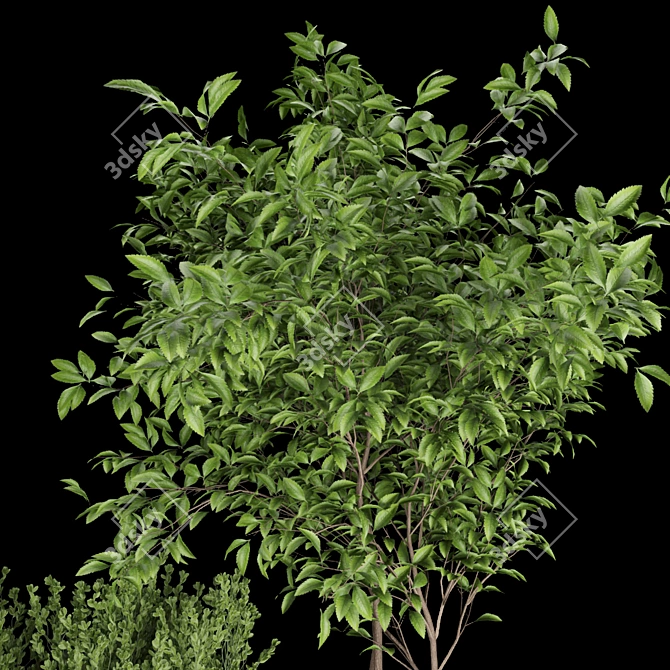 Vol 125 Collection: Exquisite Plant Models 3D model image 3