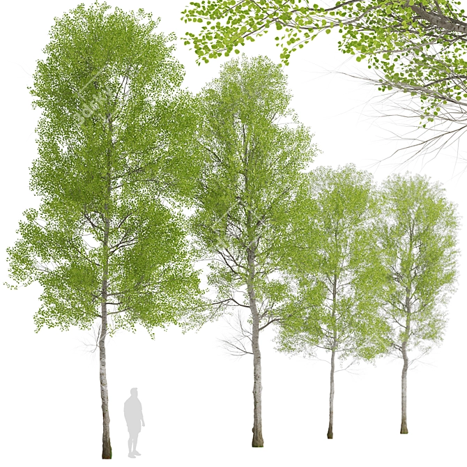 European Aspen Tree Set - Quaking Aspen, Populus Tremula 3D model image 2