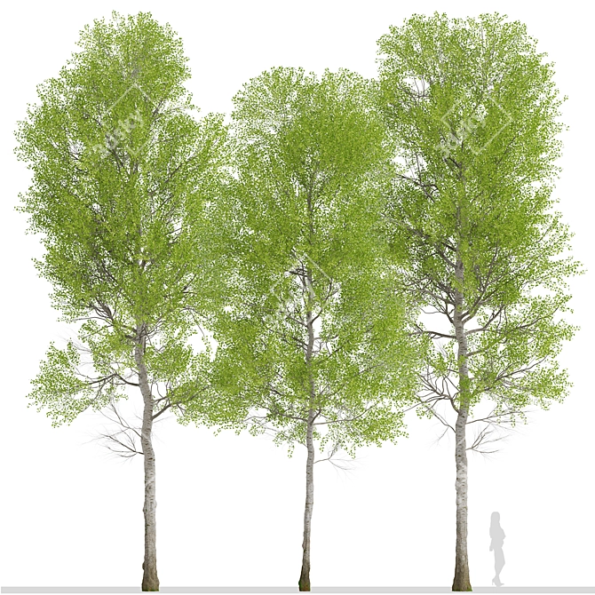 European Aspen Tree Set - Quaking Aspen, Populus Tremula 3D model image 3