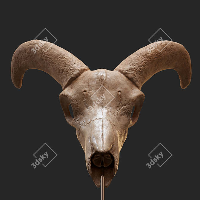 Eerie Goat Skull Décor 3D model image 2