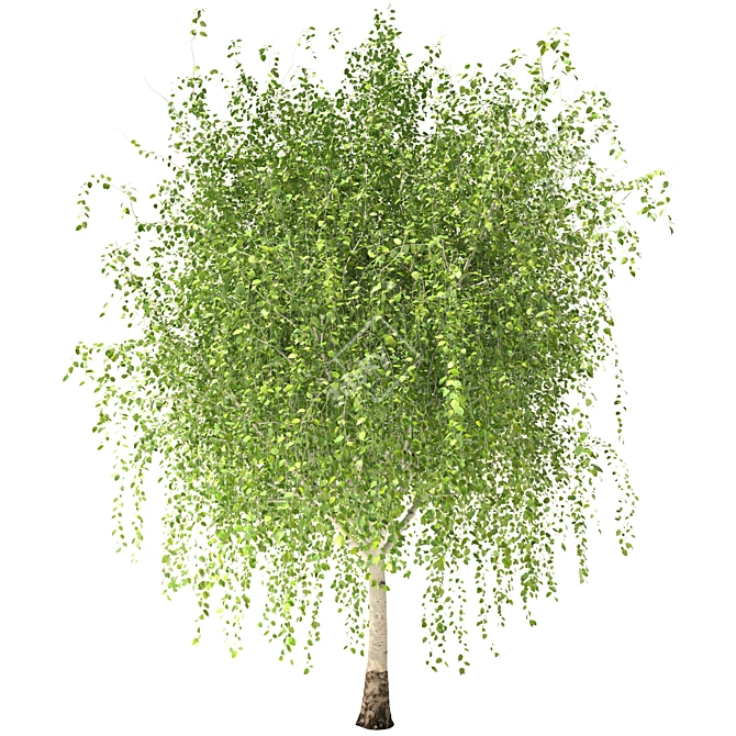 Russian Birch Tree 3D Model 3D model image 1