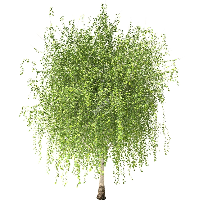 Russian Birch Tree 3D Model 3D model image 2