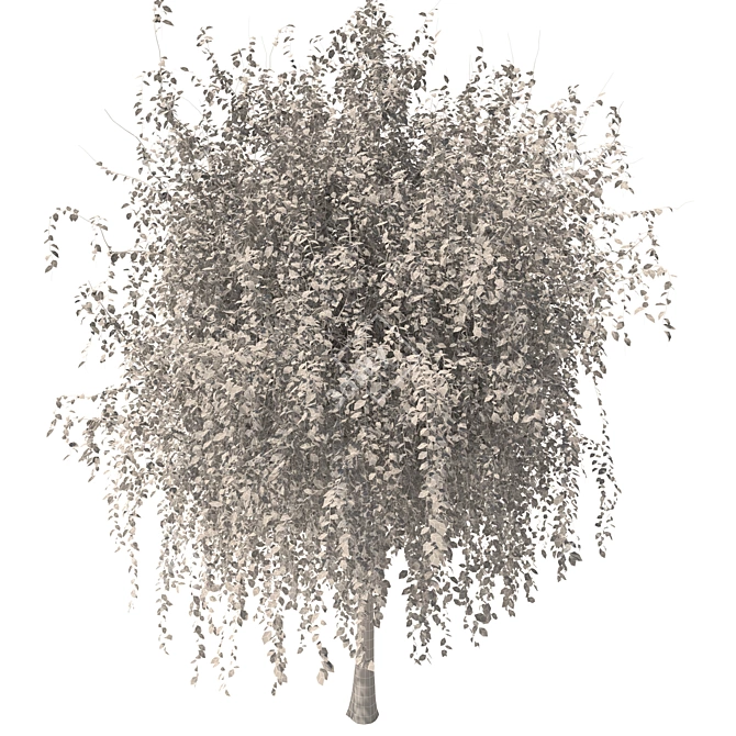 Russian Birch Tree 3D Model 3D model image 4