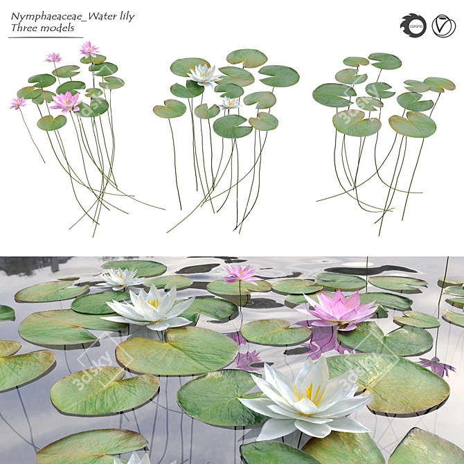 Nymphaeaceae Water Lily: Versatile Aquatic Perfection 3D model image 1