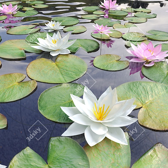 Nymphaeaceae Water Lily: Versatile Aquatic Perfection 3D model image 2