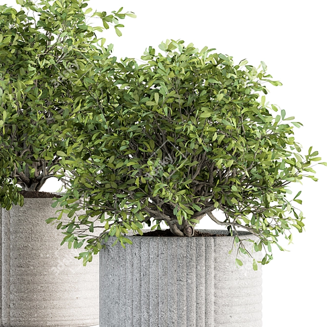 189 Indoor Plant Set: Tree in Pot 3D model image 2