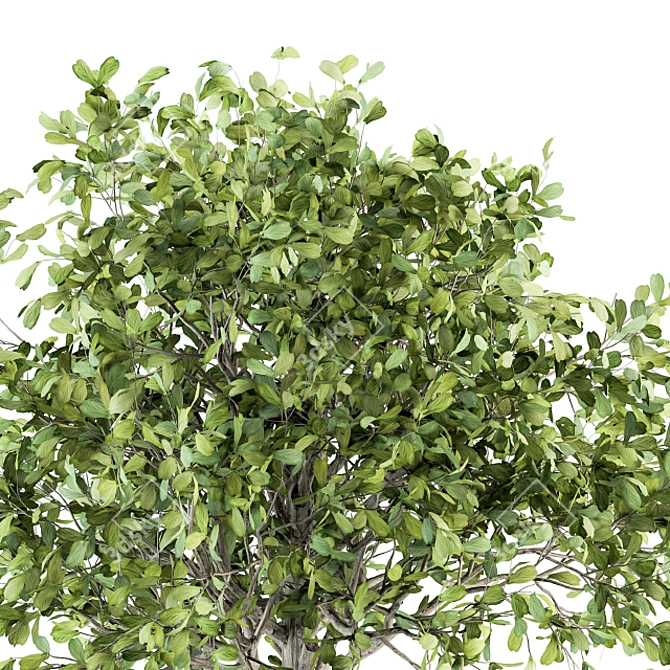 189 Indoor Plant Set: Tree in Pot 3D model image 4