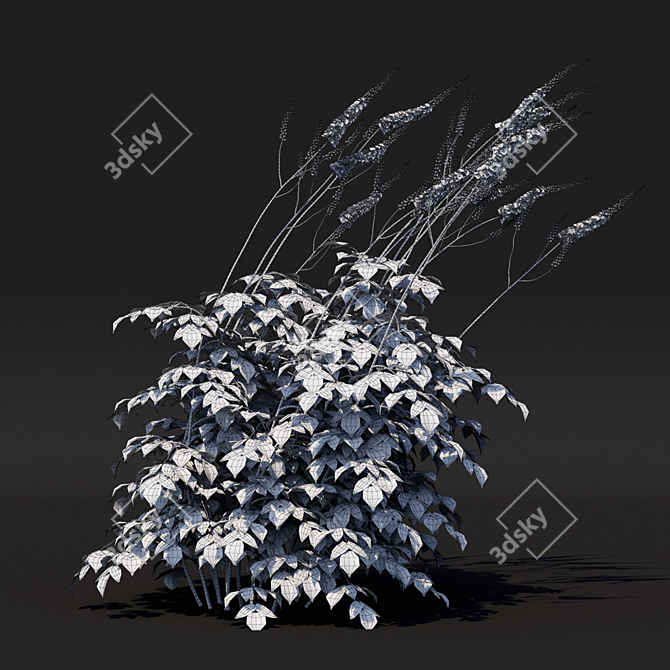 Simplux Green Cimicifuga Plant - Various Sizes 3D model image 3