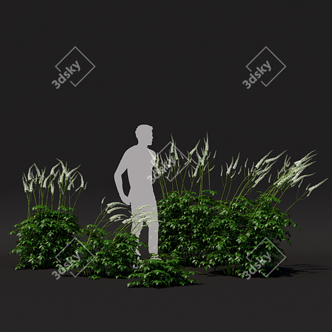 Simplux Green Cimicifuga Plant - Various Sizes 3D model image 4