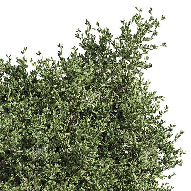 Metal Box Outdoor Tree Plant 3D model image 3