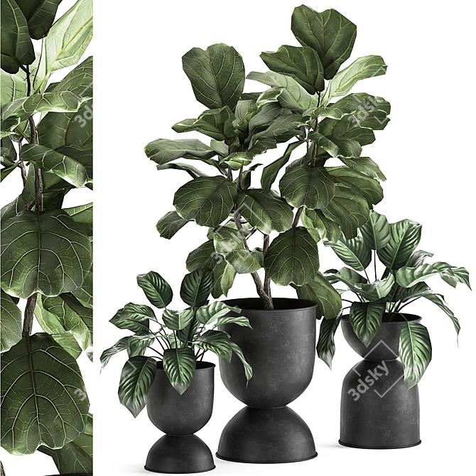 Tropical Ficus Collection: Exotic Plants for Indoor and Outdoor Decor 3D model image 1