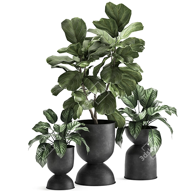 Tropical Ficus Collection: Exotic Plants for Indoor and Outdoor Decor 3D model image 4