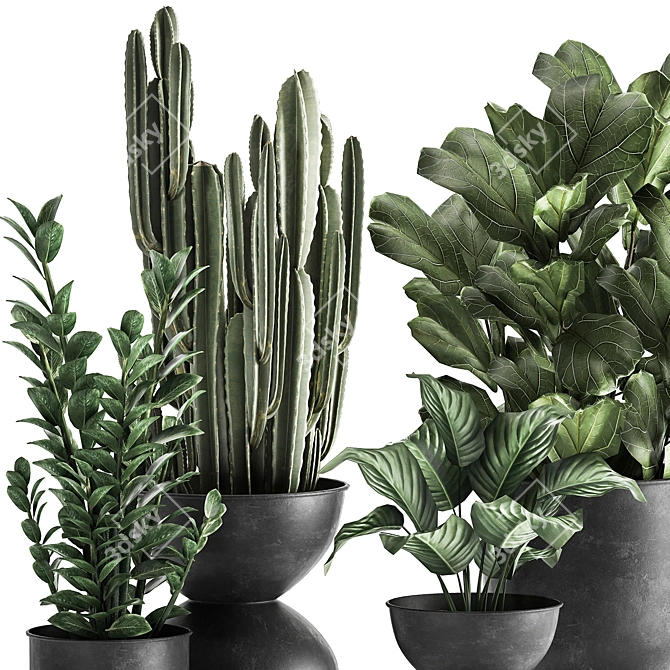 Tropical Plant Collection: Exotic Ficus, Cactus, and Zamioculcas in Stylish Black Pots 3D model image 3