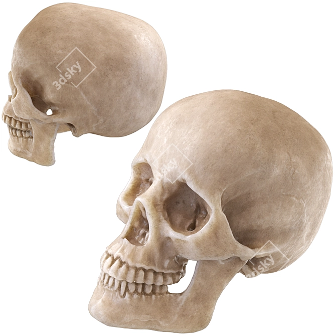 Skull 2013: Realistic Human Anatomy 3D model image 2