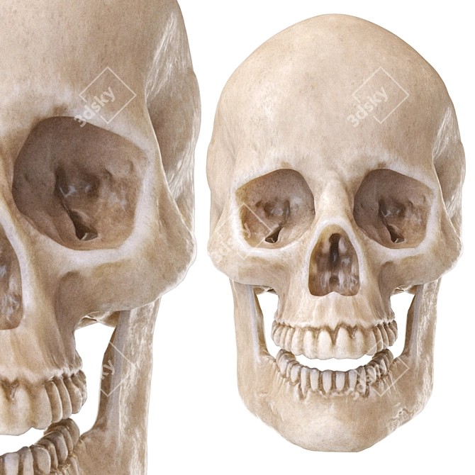 Skull 2013: Realistic Human Anatomy 3D model image 4