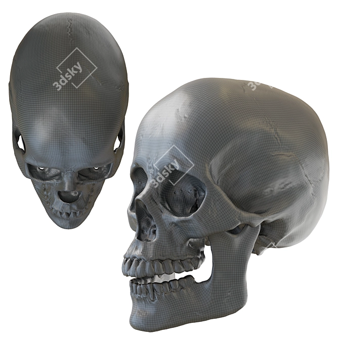 Skull 2013: Realistic Human Anatomy 3D model image 5