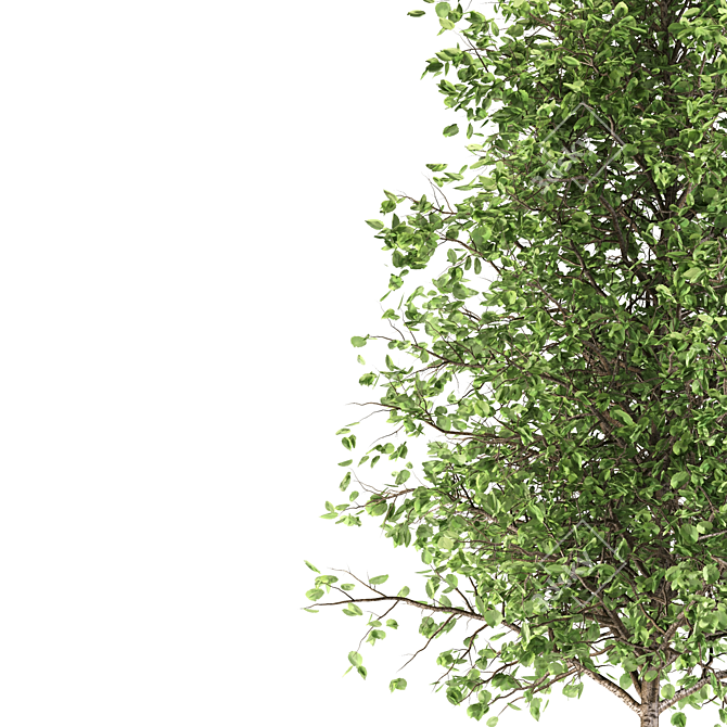 Quaking Aspen: Majestic 14M Height 3D model image 2