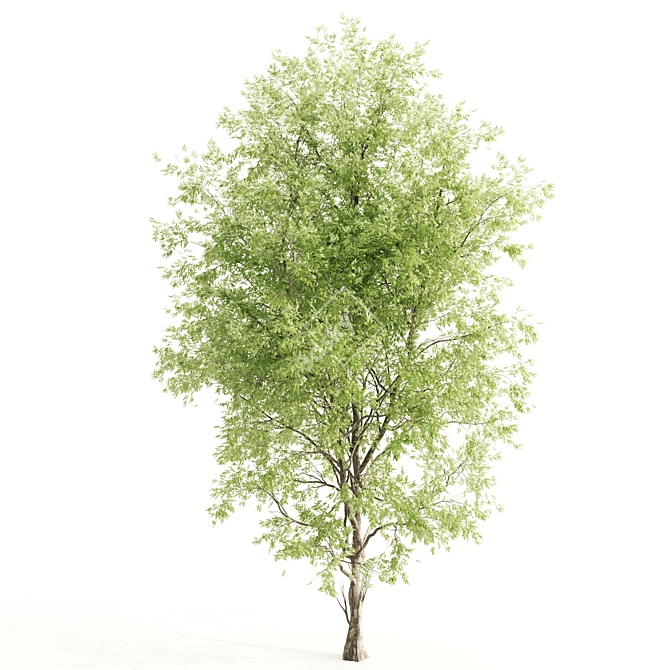 Dual Ashes: High-Poly Tree Bundle 3D model image 5