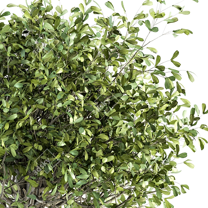 Green Oasis: Indoor Plant Set 3D model image 2