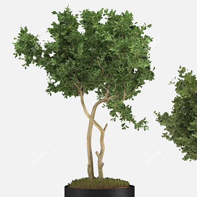 Indoor Plant VIII 3D model image 2