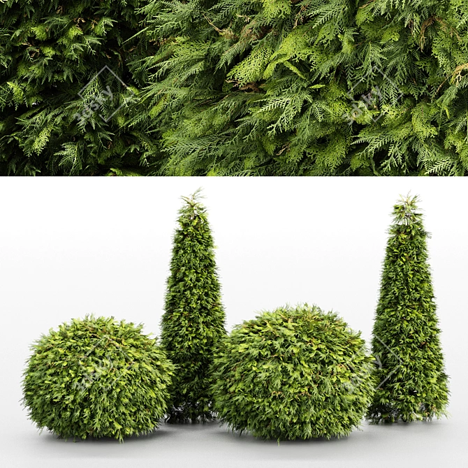 Golden Globe Dwarf Thuja: Evergreen Shrubs for Stunning Landscapes 3D model image 1